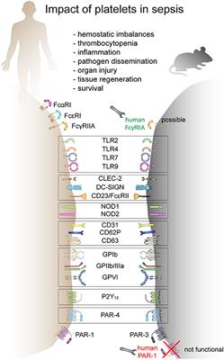 Platelets in Sepsis: An Update on Experimental Models and Clinical Data